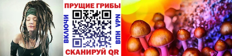 где можно купить   Севастополь  Галлюциногенные грибы прущие грибы 